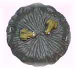 Lily Pad